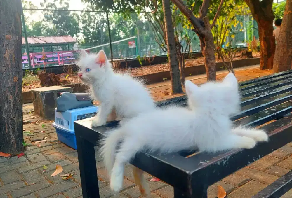 Kucing ragdoll jantan