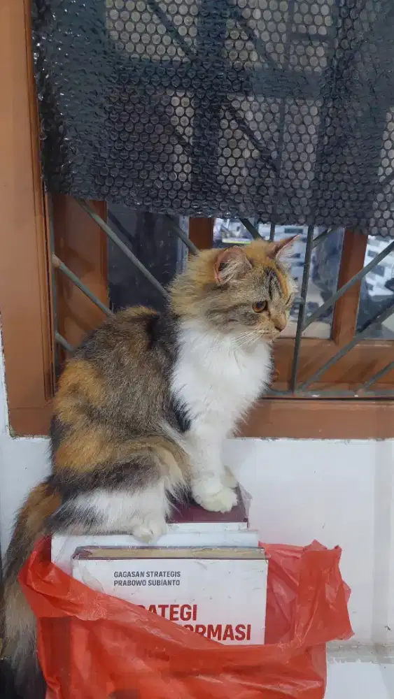Kucing dewasa steril