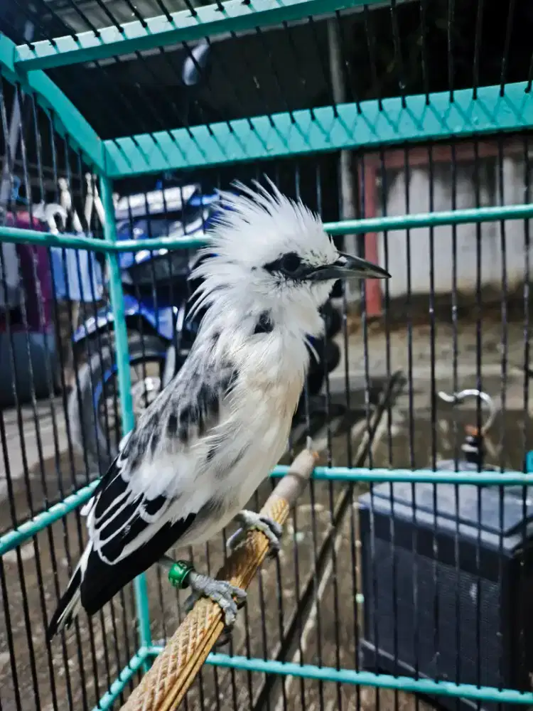 Jalak Hybird Murahh