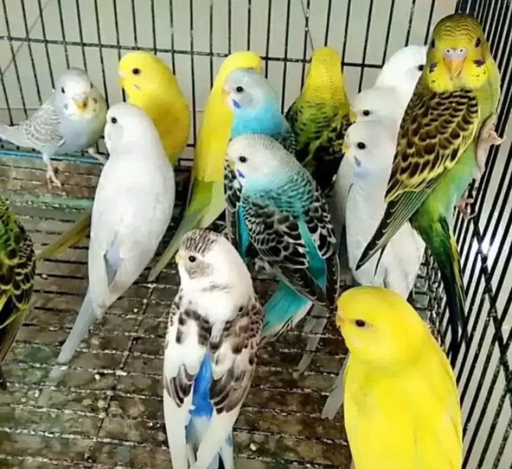 Parkit Sepasang