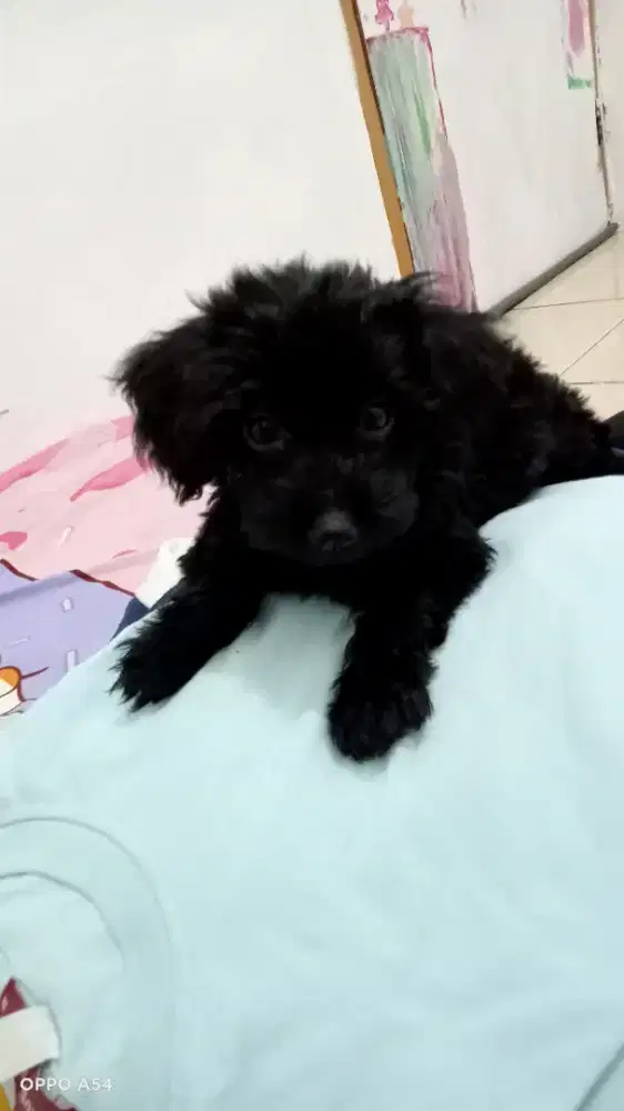 anakan poodle mix