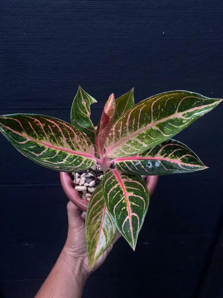 Aglonema Red sumatera / pride of sumatera POS