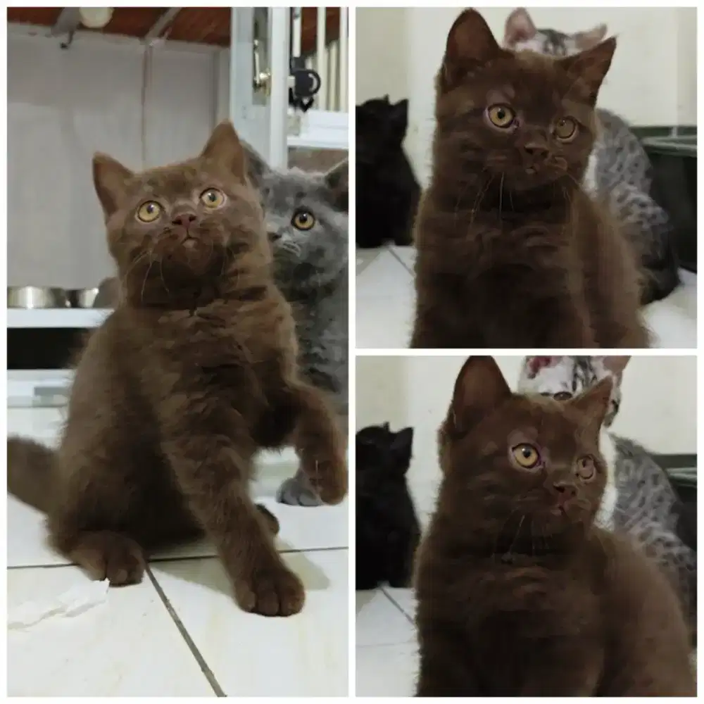 British Shorthair Betina Choco (Cinnamon Carrier)