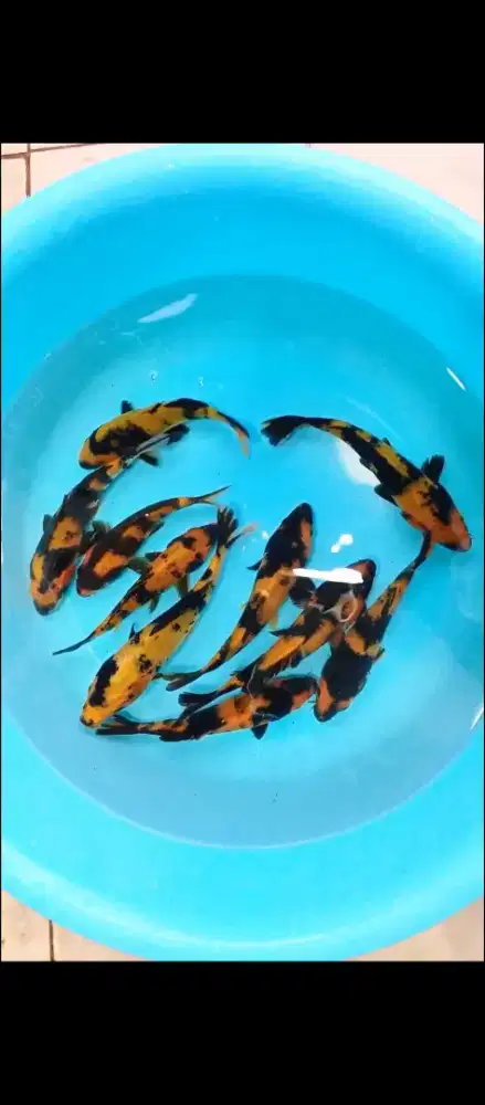 Paket Koi Hi / Ki Utsuri 10 Ekor