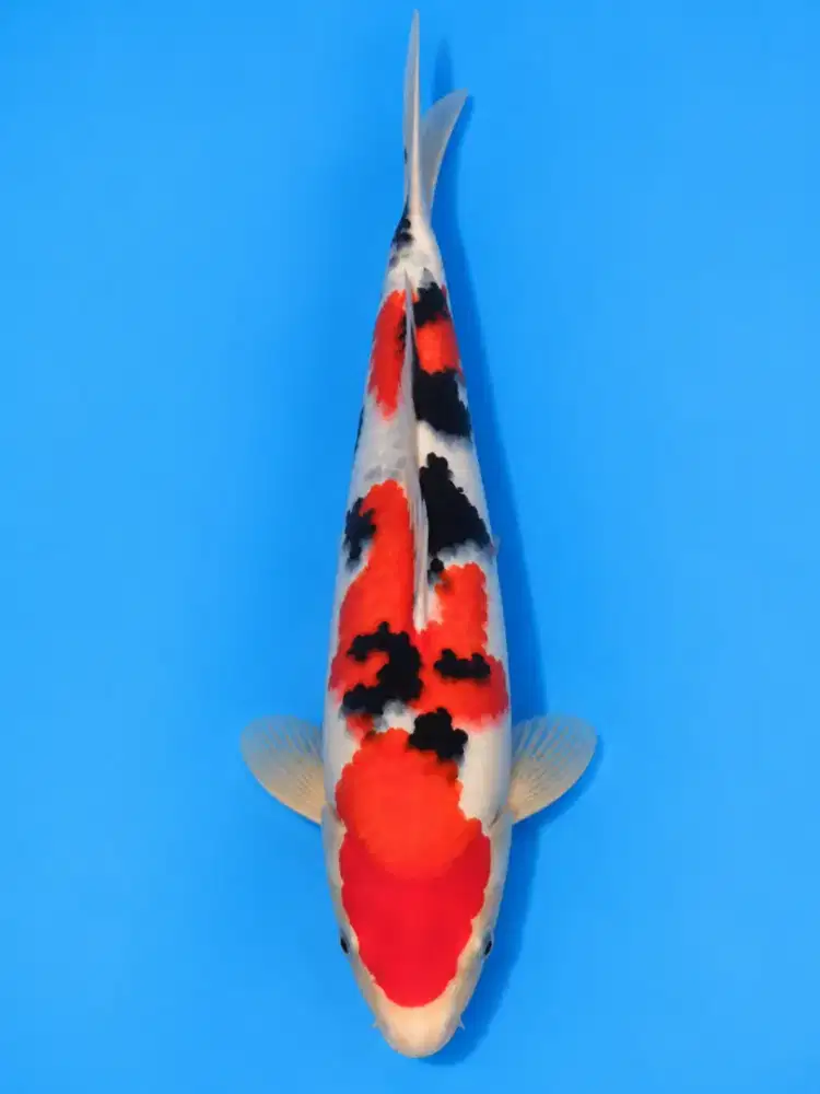 Koi Sanke Super Quality