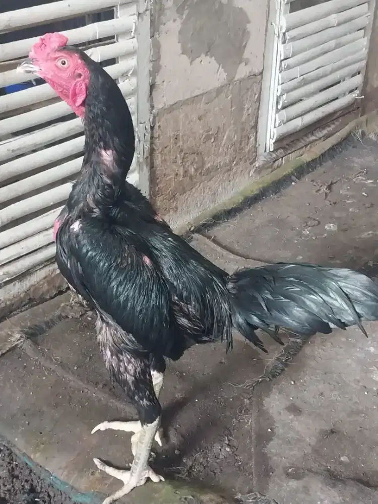 Jual ayam jago aduah