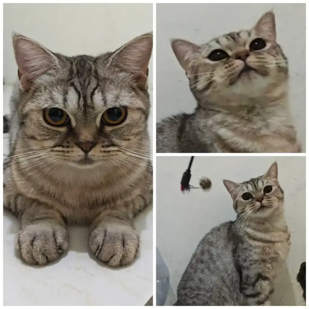 Kucing Munchkin NS Betina