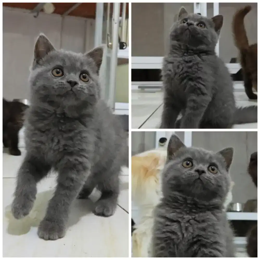 Kucing British Shorthair Blue Solid Jantan (Cinnamon Carrier)