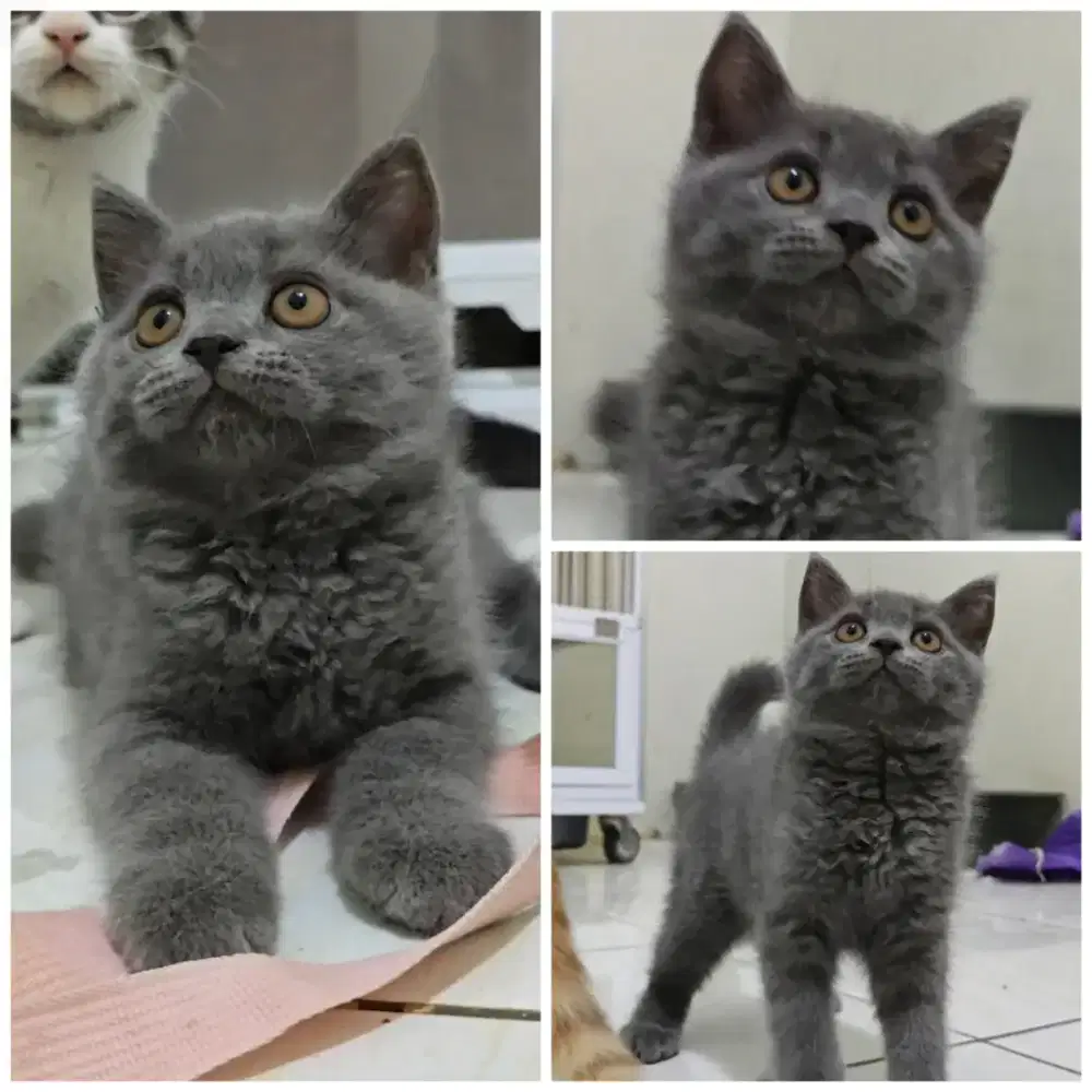 Kucing British Shorthair Blue Solid Jantan (Cinnamon Carrier)