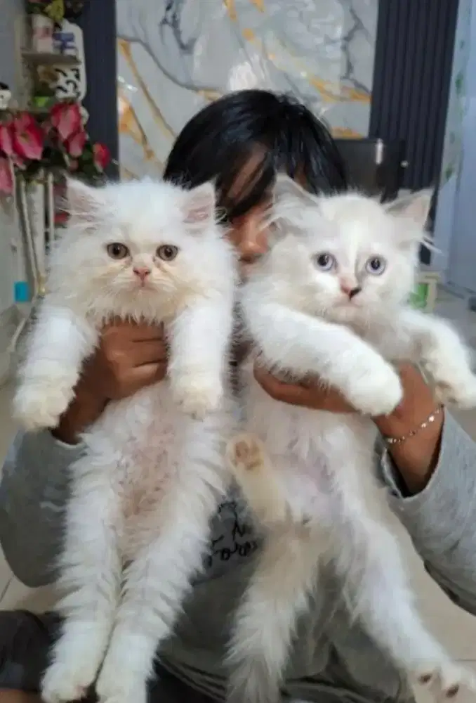 kucing persia jantan/kitten persia betina
