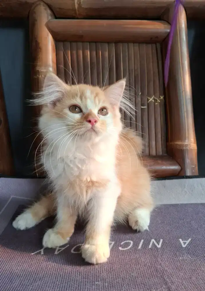 kitten persia jantan/kucing persia  jantan/kucing persia abu