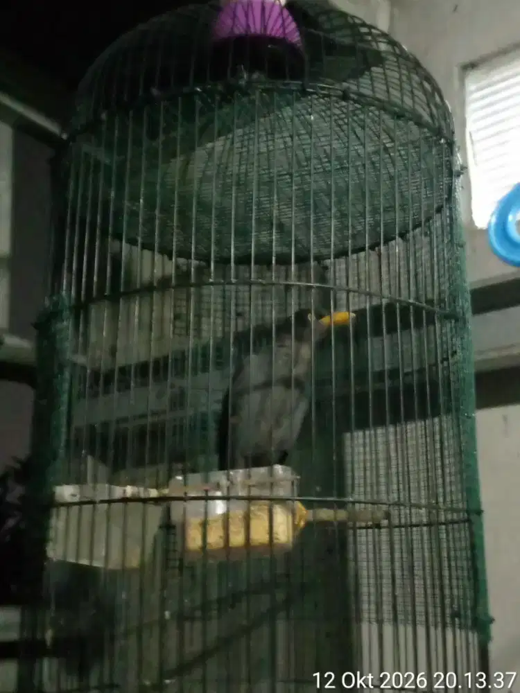 burung jalak kebo plus kandang besi