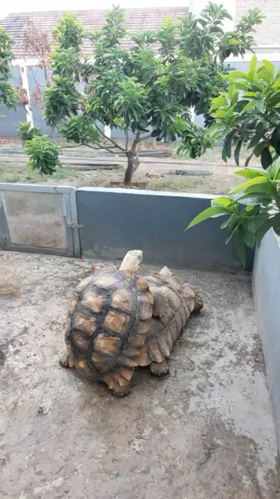 Kura sulcata 60cm birahi gacor