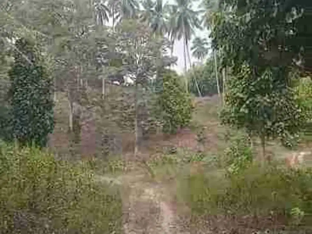 DIJUAL CEPAT TANAH PERKEBUNAN MENARIK DAERAH TALAWAAN, HARGA MURAH