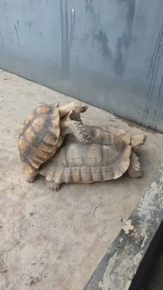 Kura sulcata birahi