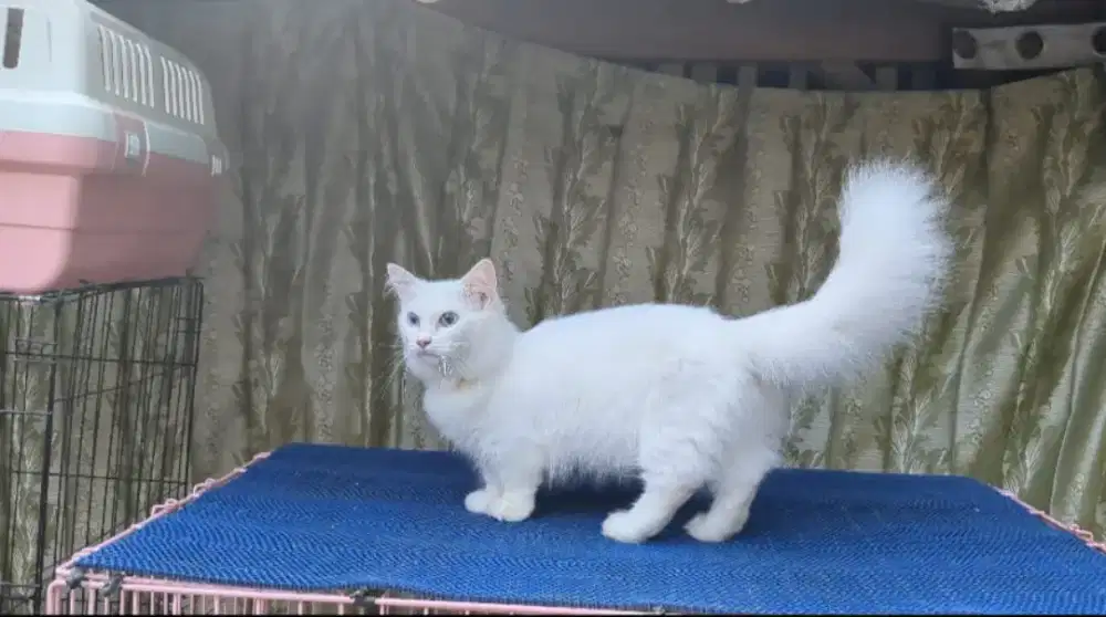 Munchkin white solid longhair proven