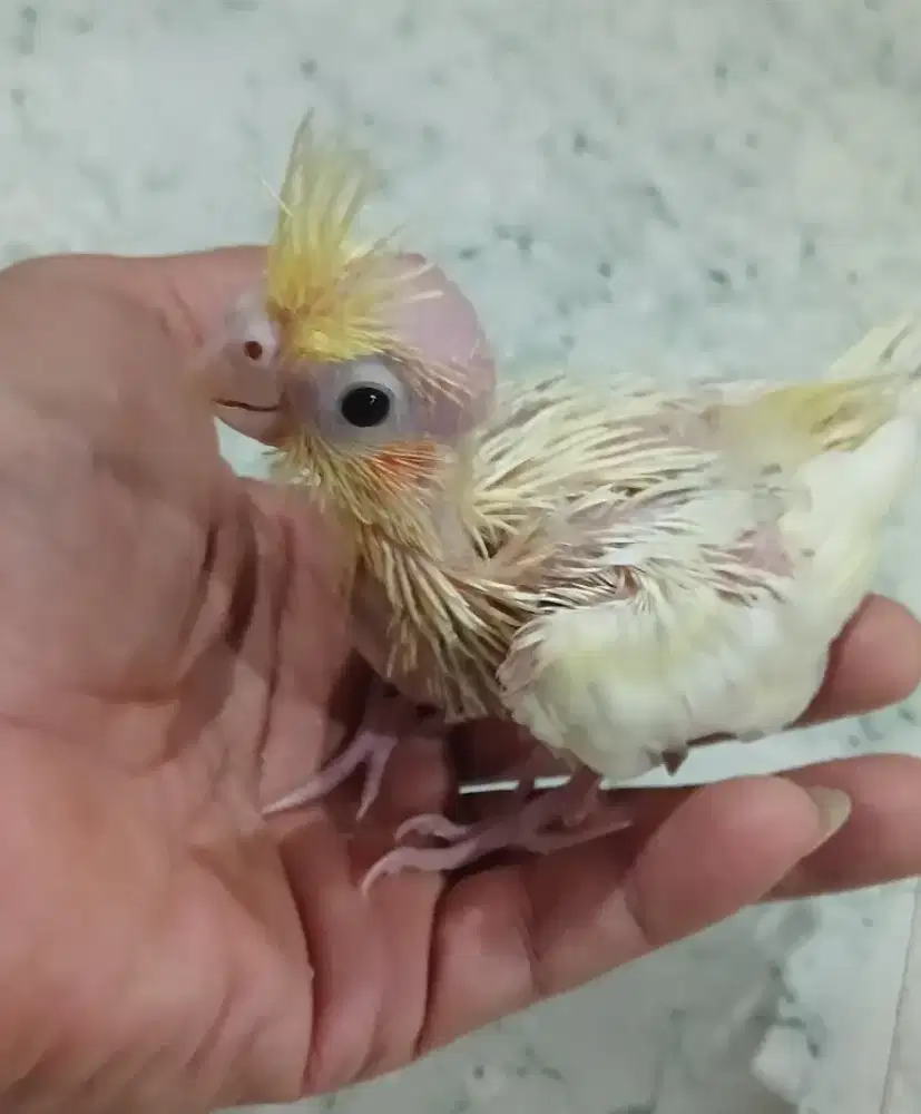 Burung falk cockateil