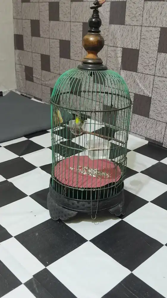 Burung burcil+kandang