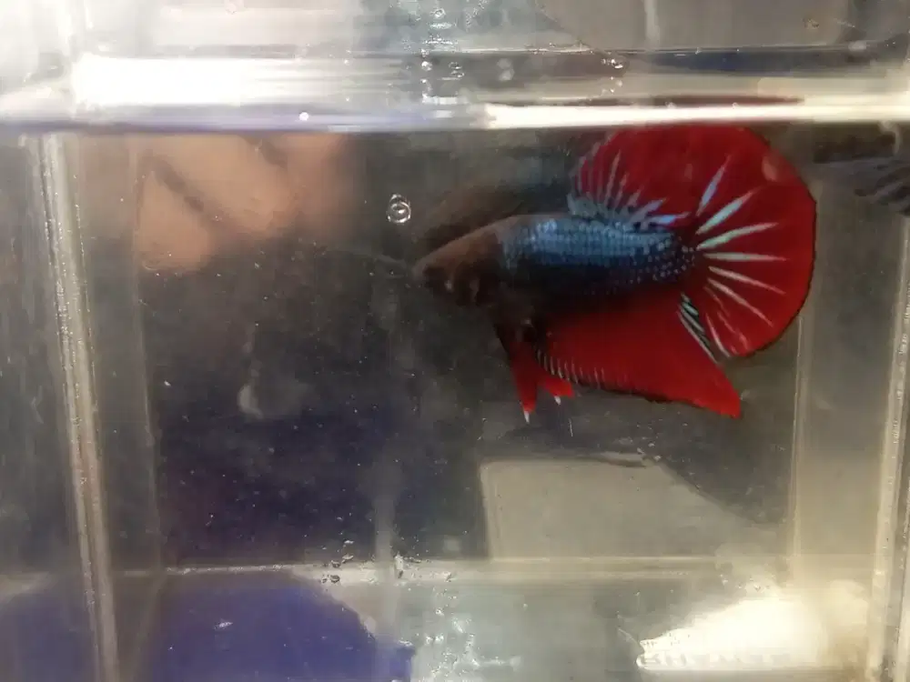Ikan cupang Palembang