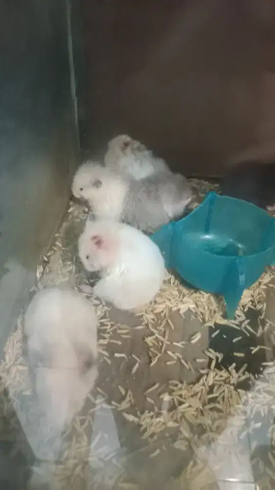 Hamster sirian SH dan LH