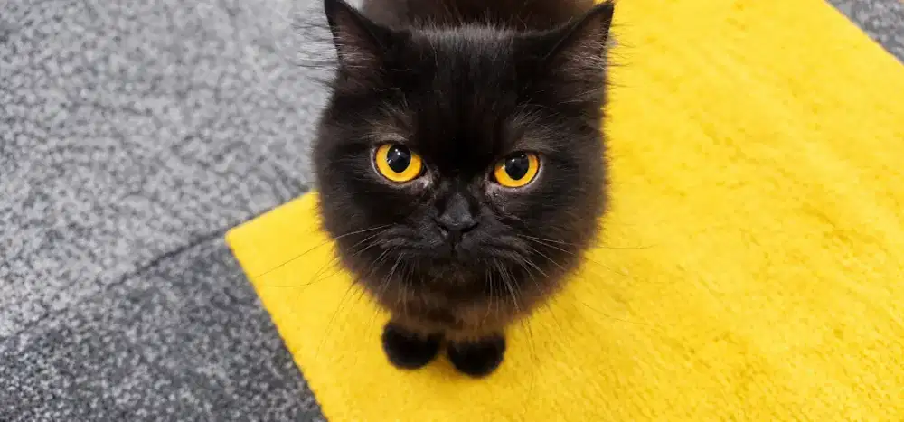 Kucing Persia Himalaya (Mix)