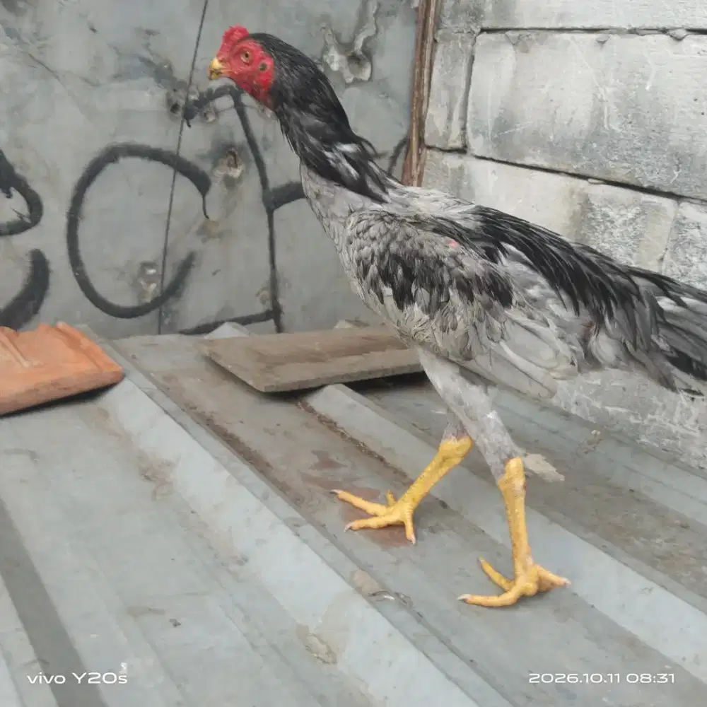 ayam bangkok muda kelabu