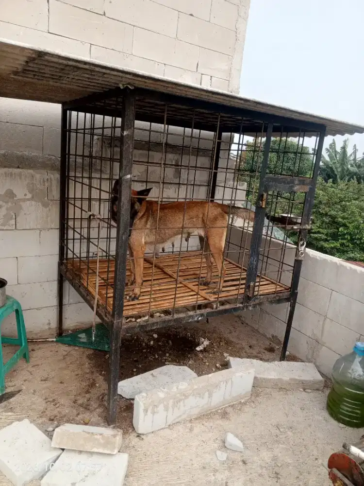 Kandang anjing besar kokoh