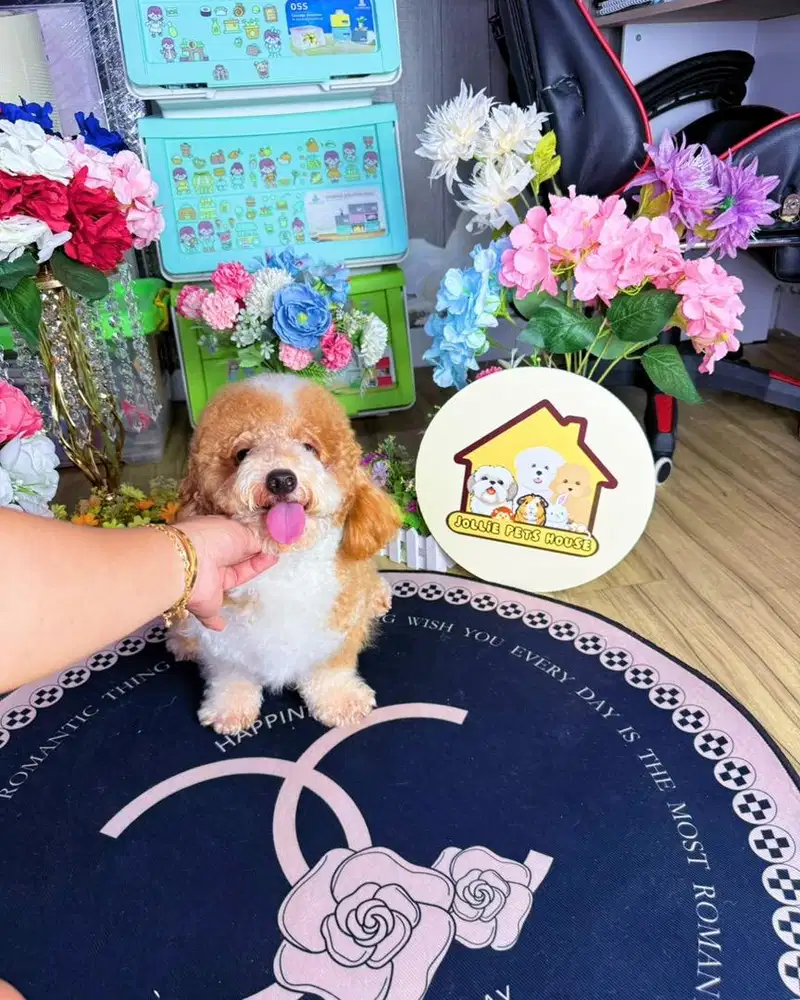 Open pacak pejantan party poodle super rare colour pudel podel pudle