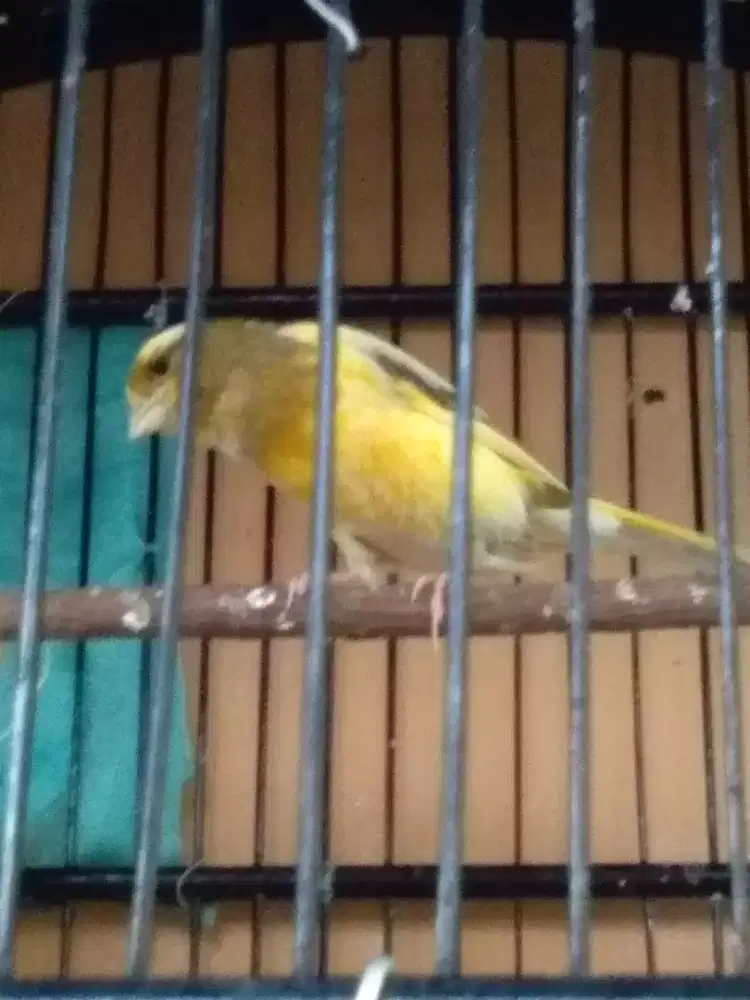 Burung kenari betina af body besar pcb Bjm