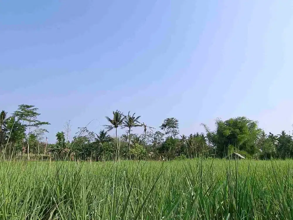 Dijual Tanah Desa Kasembon Bululawang Malang