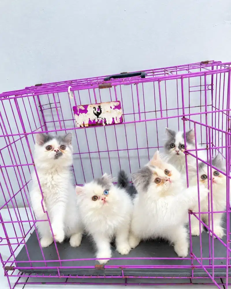 Kitten flatnose blue van