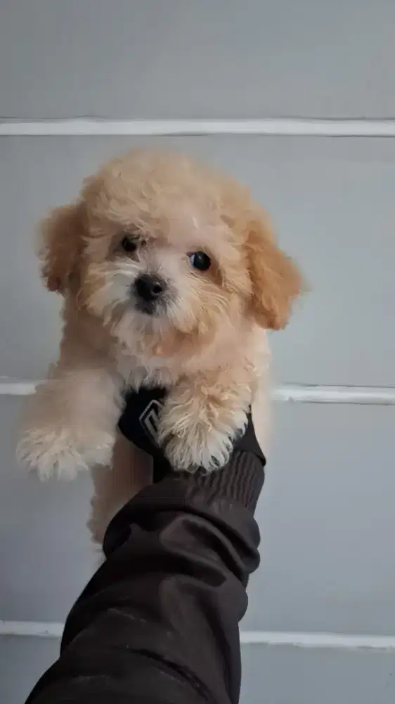 Tiny Poodle Jantan 3 Bulan