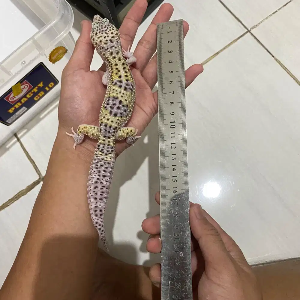 Leopard Gecko Male/Jantan 10 Bulan