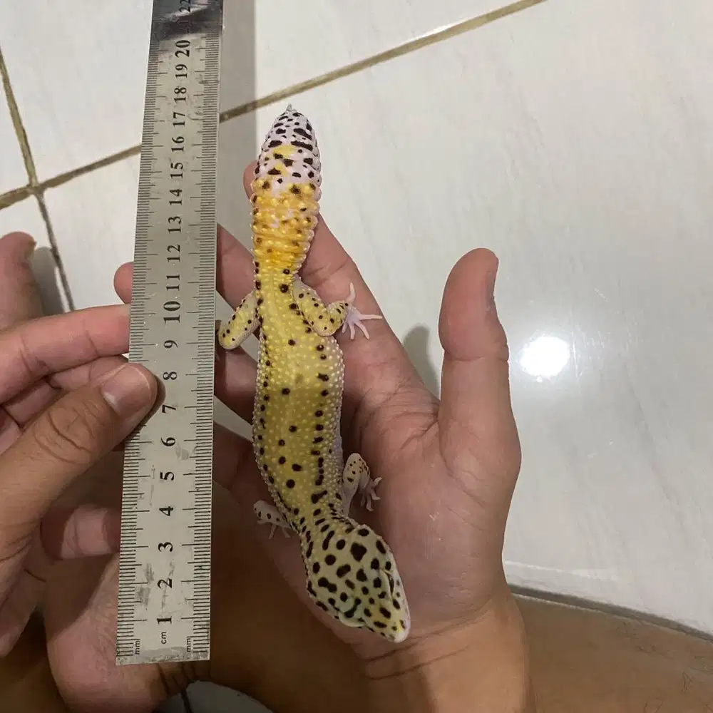 Leopard Gecko Female/Betina 10 Bulan