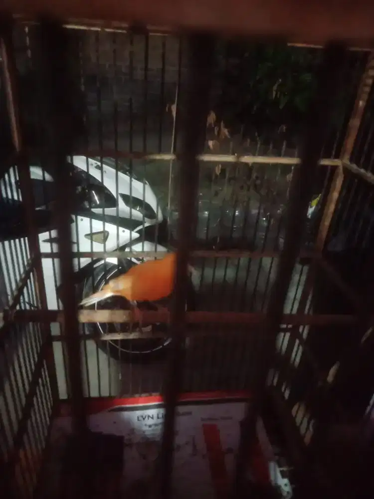 Kenari merlok Monggo ring peternak sudah bunyi murah