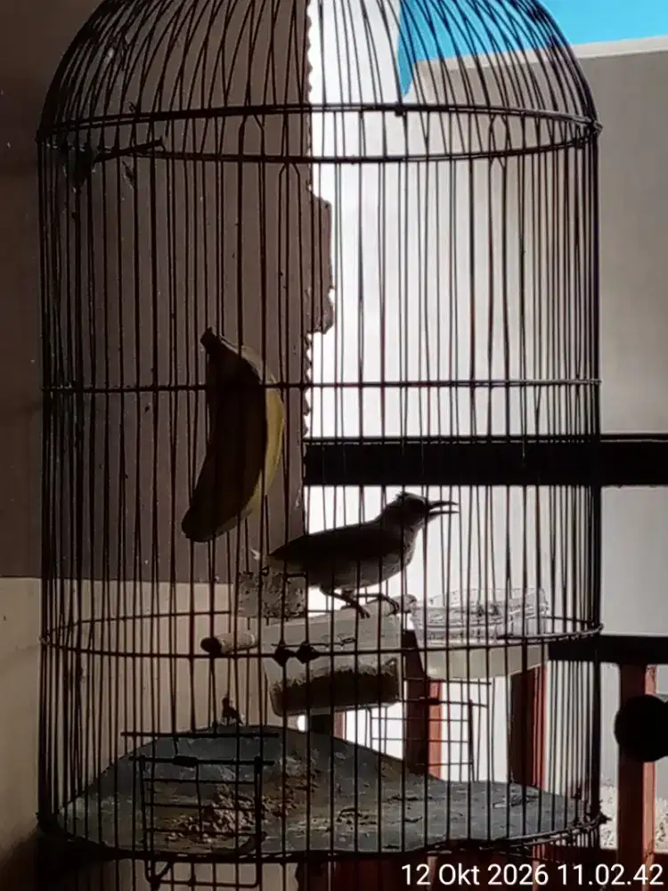 burung crucuk jatim plus kandang besi