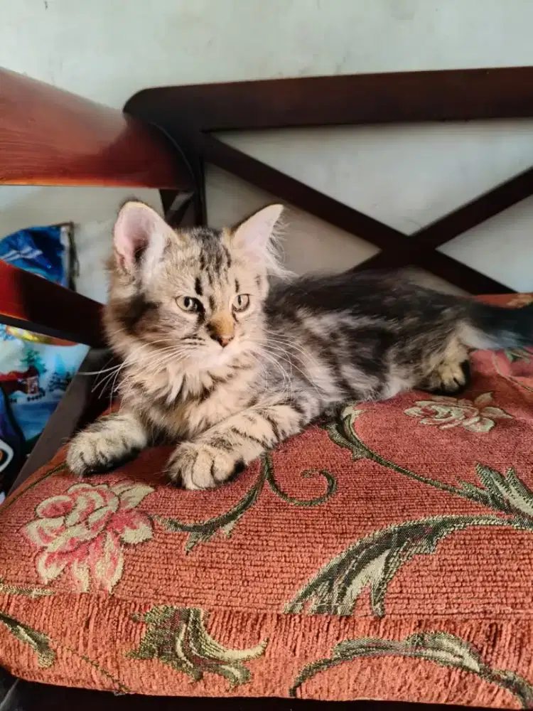 Main coon umur 3 bln,siap diadop mahar nego alus
