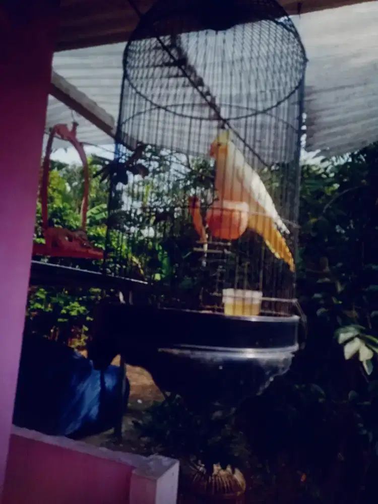 Burung falk Australia jinak lucu ring peternak berisik