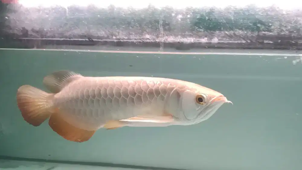 Ikan arwana golden red