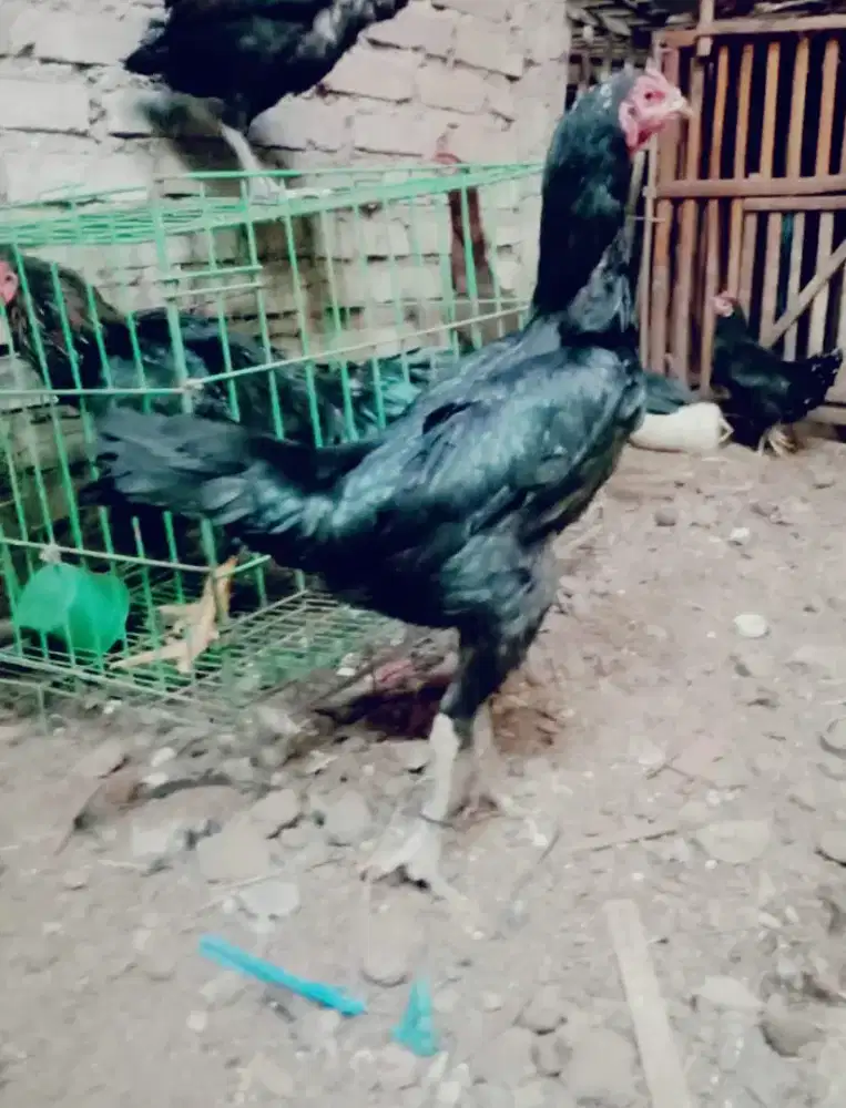 Betina pakhoy brutal besar pukul sarat ko pencetak Joss