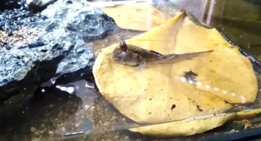 Ikan Hias Modskiper
