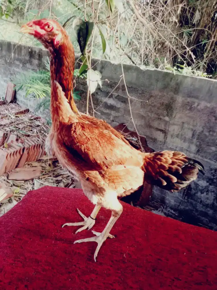 Ayam aseel betina line aseel dari peternak Pakistan murah saja