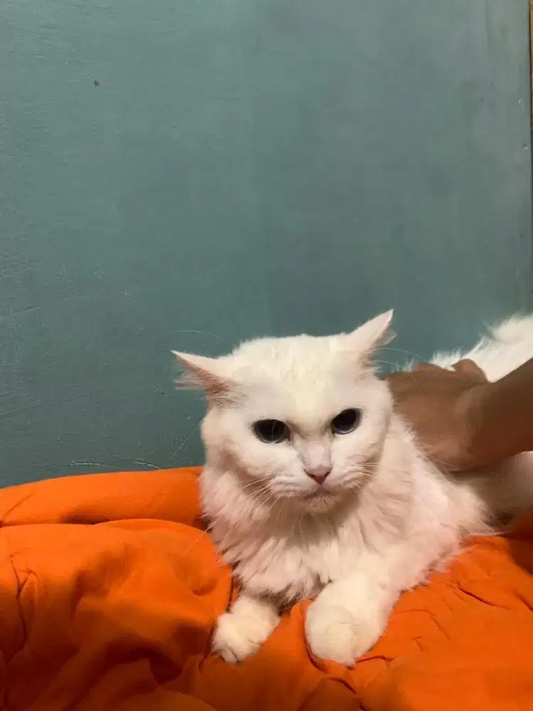 Ready adopt persia medium proven 2 kali