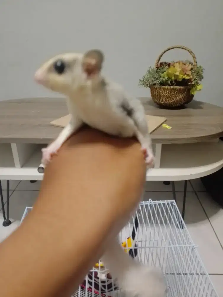 Sepasang Sugar Glider Mozaik White Face