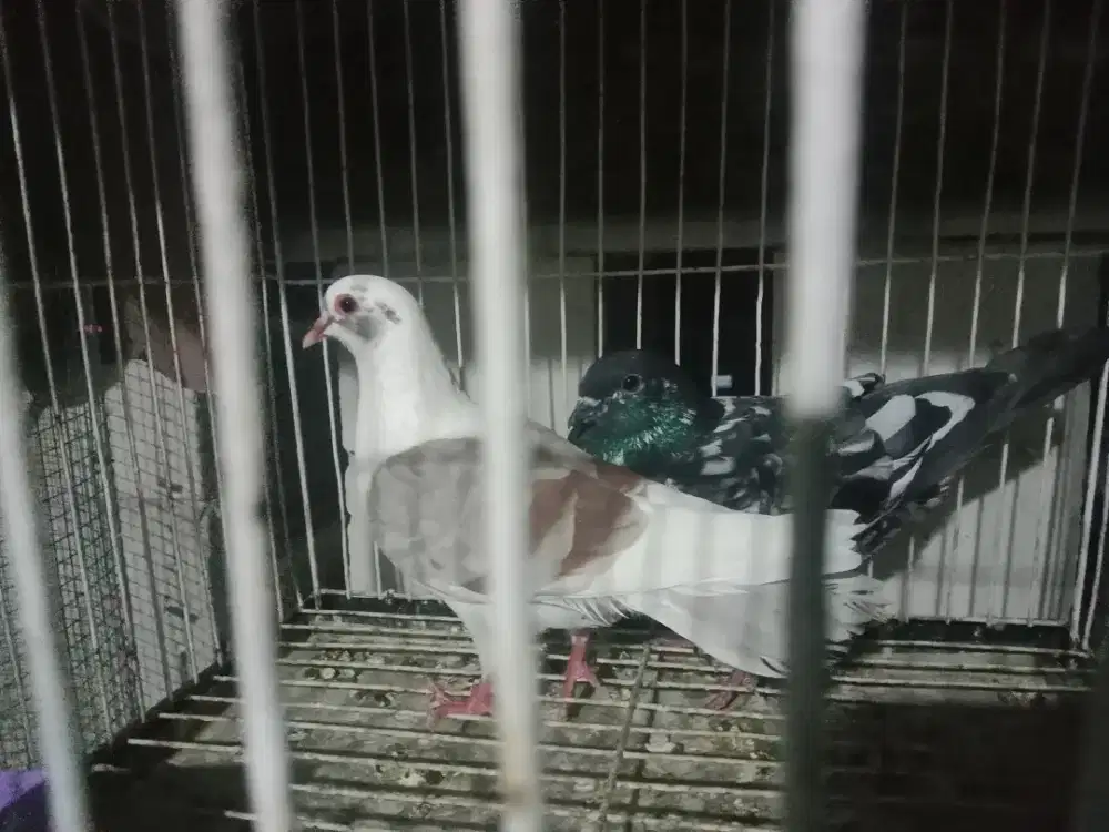 Burung dara sepasang