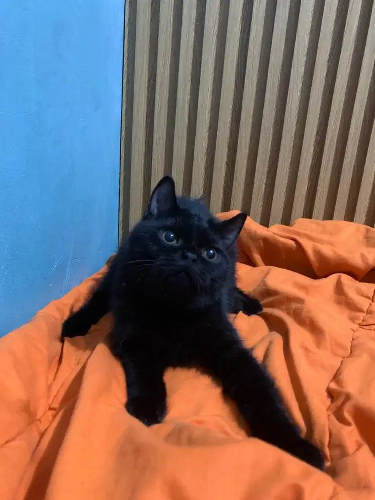 Kitten bsh x scottish