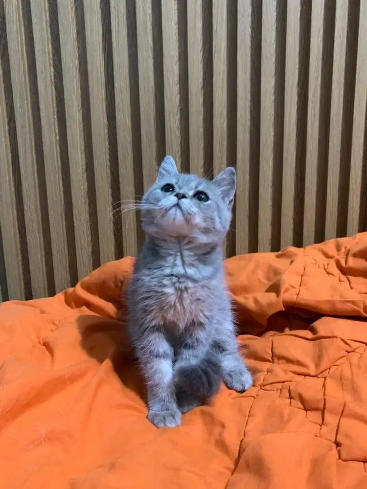 KITTEN BSH X SCOTTISH