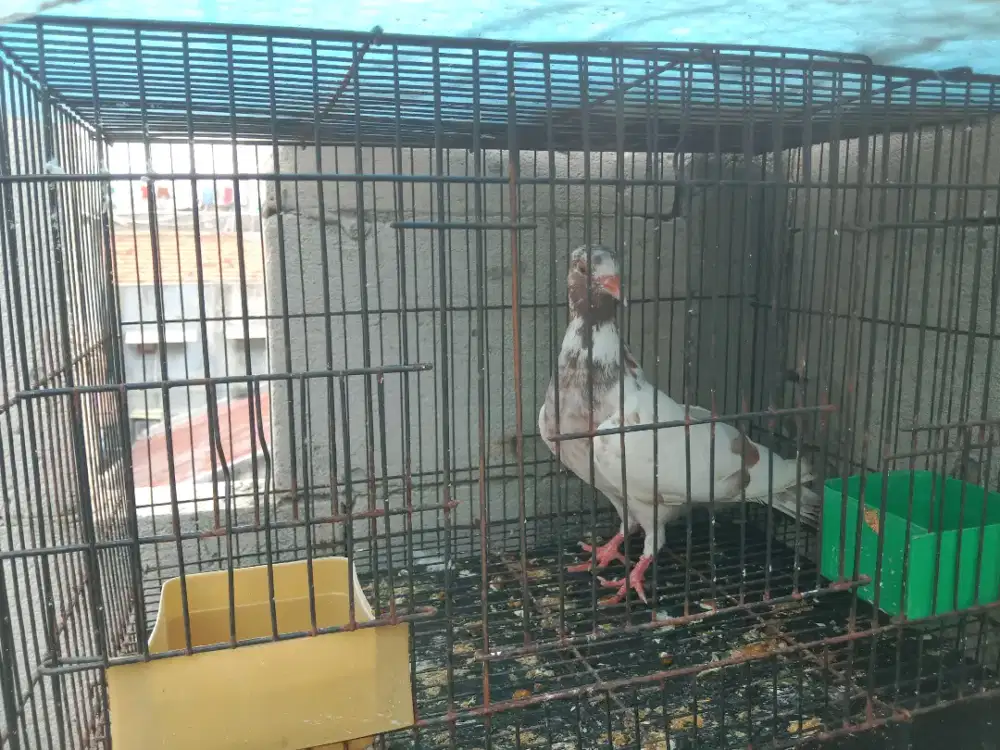 Burung dara betina