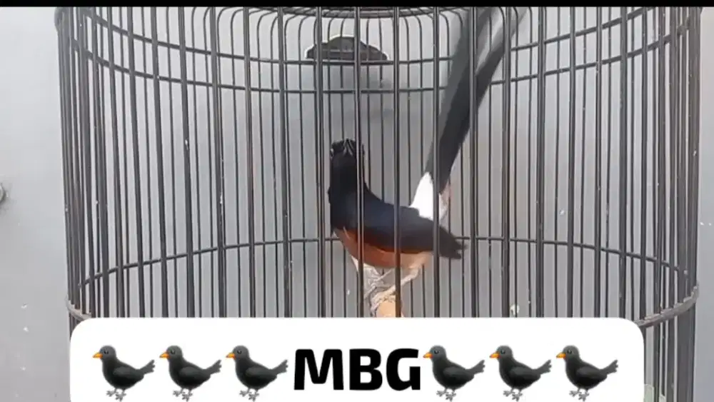 DIJUAL CEPAT BURUNG MURAI BATU SUAMI SAYA, BURUNG SELALU JUARA