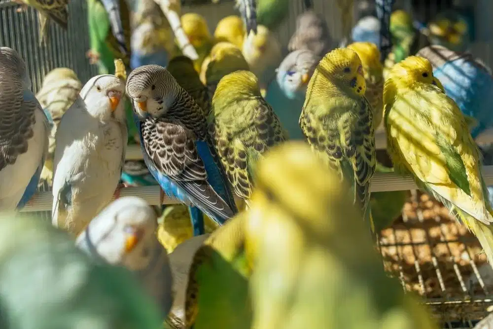 Burung Parkit Lokal